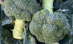 Broccoli - SPS Austraila