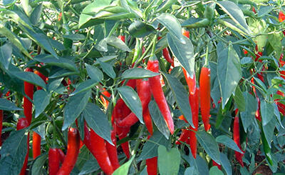 Chilli - SPS Austraila